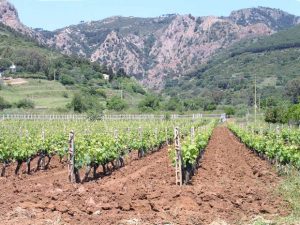 Vino Isola d'Elba