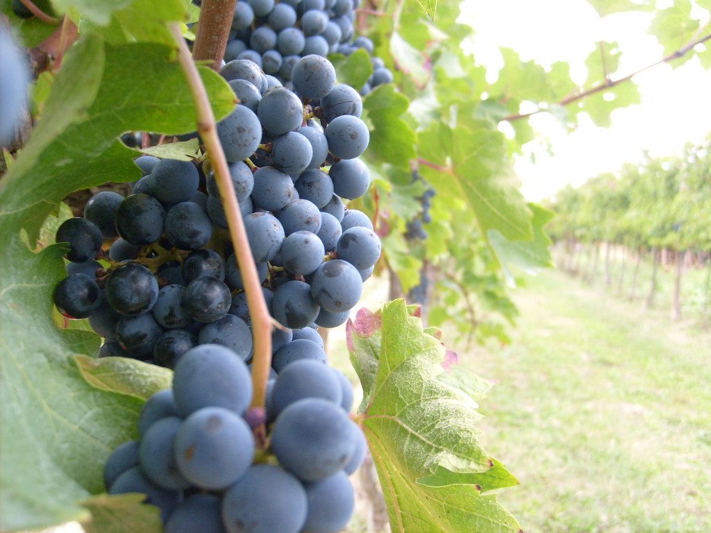 Vino Isola d'Elba