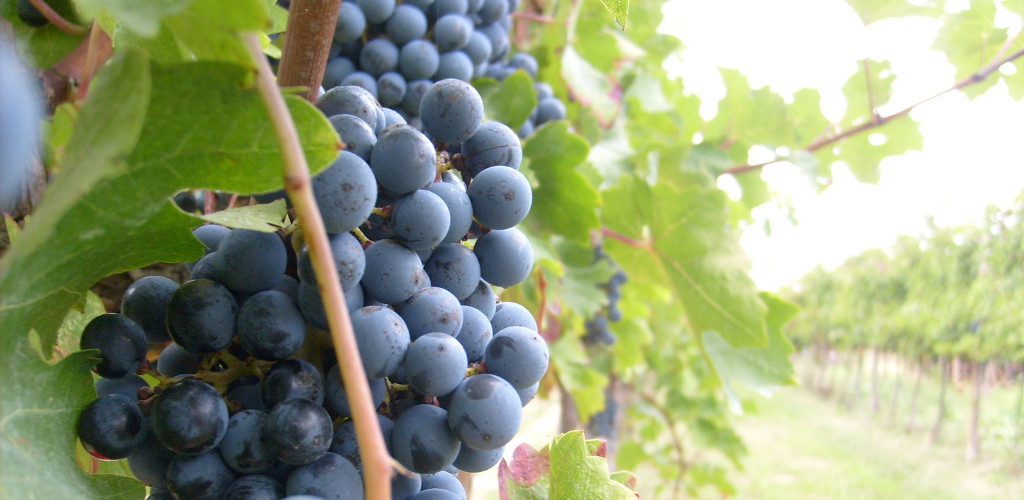 Vino Isola d'Elba